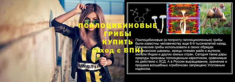 Псилоцибиновые грибы GOLDEN TEACHER  Новозыбков 